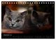 Thumbnail-14