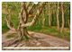 Thumbnail-11