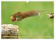 Thumbnail-9