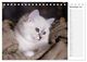 Thumbnail-13