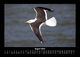 Thumbnail-12