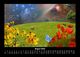 Thumbnail-12