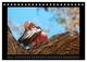 Thumbnail-7