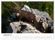 Thumbnail-10