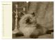 Thumbnail-14