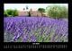 Thumbnail-11