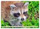 Thumbnail-11