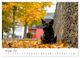 Thumbnail-12