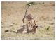 Thumbnail-12
