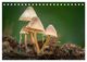Thumbnail-11