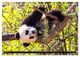 Thumbnail-12