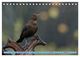 Thumbnail-9