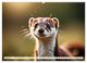 Thumbnail-13