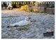 Thumbnail-9