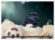 Thumbnail-12