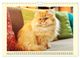 Thumbnail-13