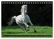 Thumbnail-12