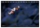 Thumbnail-13