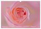 Thumbnail-13