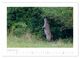 Thumbnail-14