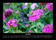Thumbnail-11