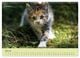 Thumbnail-12