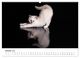 Thumbnail-12