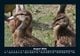 Thumbnail-12