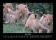 Thumbnail-9