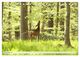 Thumbnail-11