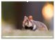 Thumbnail-11