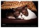 Thumbnail-12