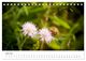 Thumbnail-11