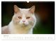 Thumbnail-11