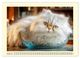 Thumbnail-11