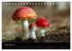 Thumbnail-14