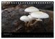 Thumbnail-14