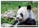Thumbnail-11