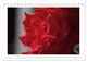 Thumbnail-11