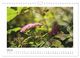 Thumbnail-12