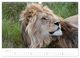 Thumbnail-12
