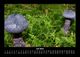 Thumbnail-11
