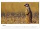 Thumbnail-9