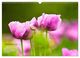 Thumbnail-14