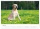 Thumbnail-11