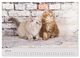 Thumbnail-12