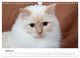 Thumbnail-13