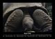 Thumbnail-12