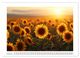 Thumbnail-9