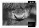 Thumbnail-9